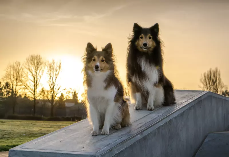 pet relocation services